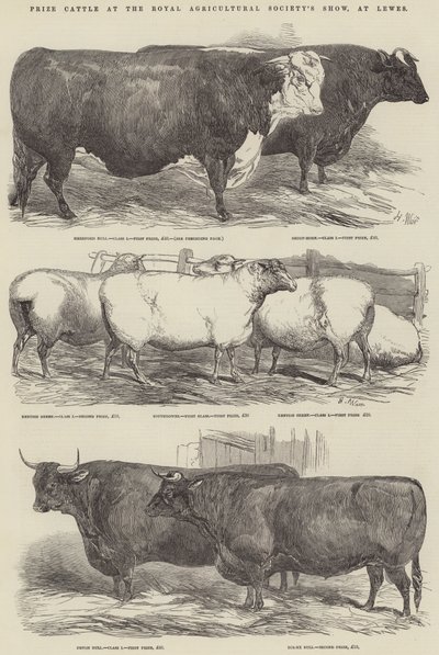 Prize Cattle at the Royal Agricultural Society